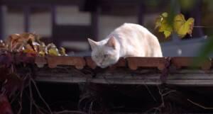 Meine Wilden Nachbarn